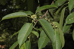 Ficus talbotii